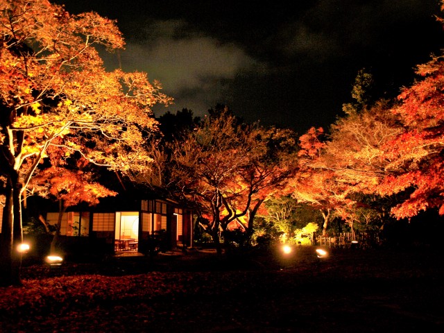 夜間特別公開 日本庭園ライトアップ Momiji Night Forest 万博記念公園 夜間特別公開 日本庭園ライトアップ Momiji Night Forest 万博記念公園