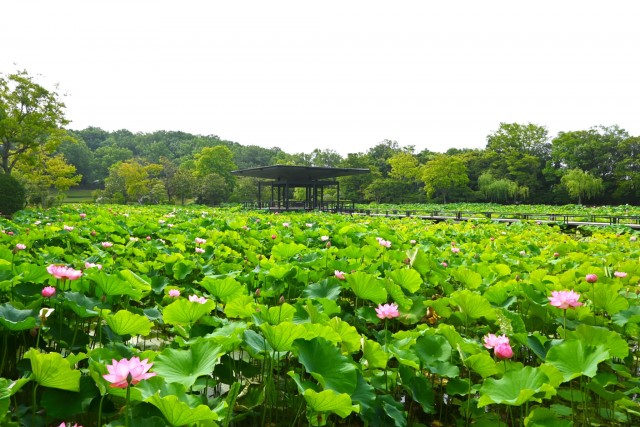 hasu_260630_03