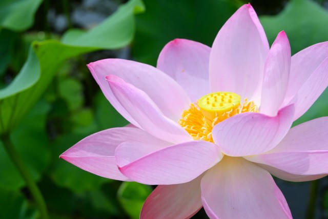 hasu_260630_05