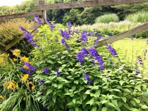 hanahakkei_salvia_230606_02