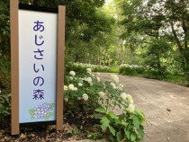 アジサイの森