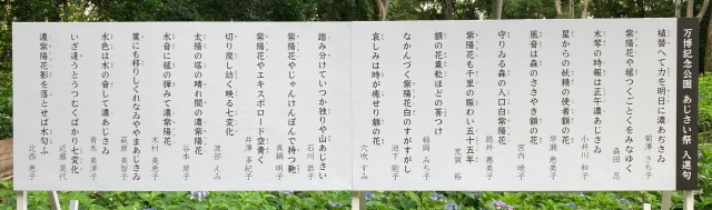 あじさい俳句