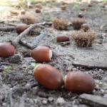 種子の観察会