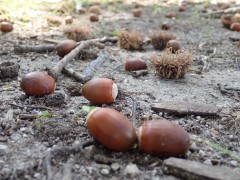種子の観察会