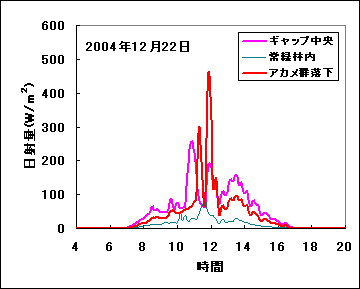 落葉期の12月