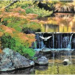 万博記念公園に咲く花の写真コンテスト