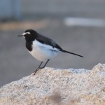 野鳥観察会