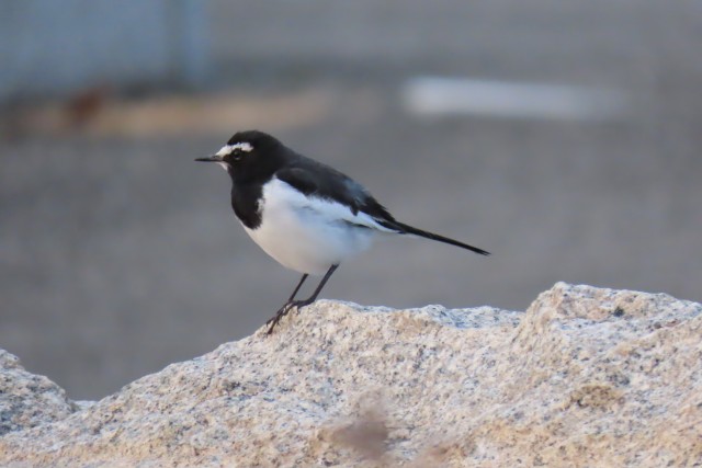 野鳥観察会