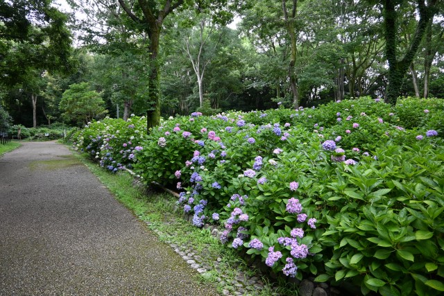 アジサイ 22年更新終了 万博記念公園