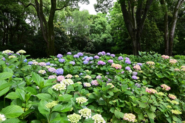 ajisai_230531_05