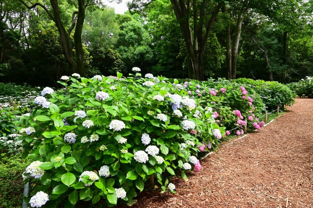 ajisai_230612_06
