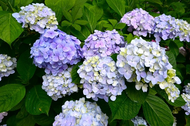 ajisai_230614_04