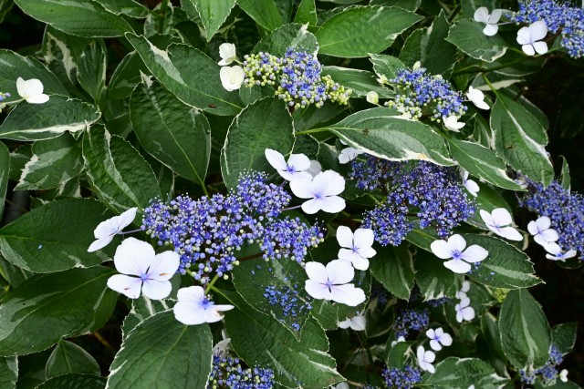ajisai_230614_05