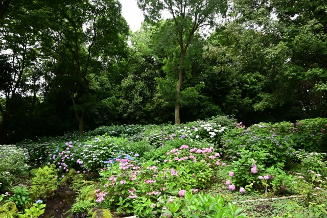 ajisai_230614_06