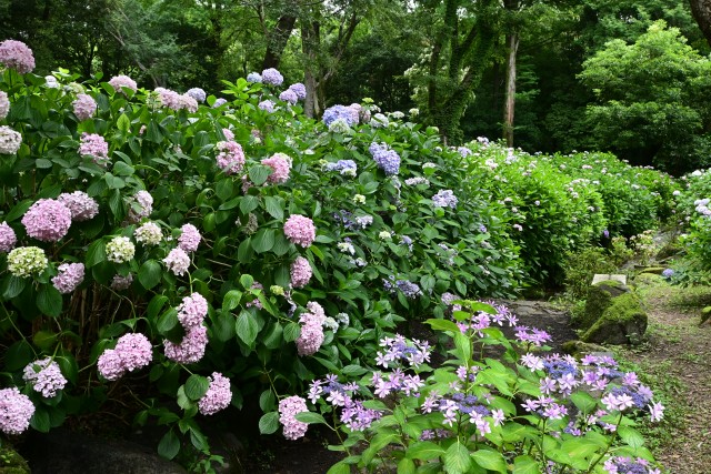 ajisai_230621_06