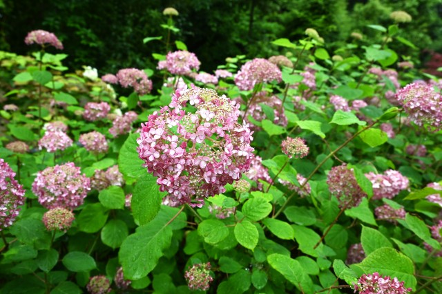 ajisai_250611_01
