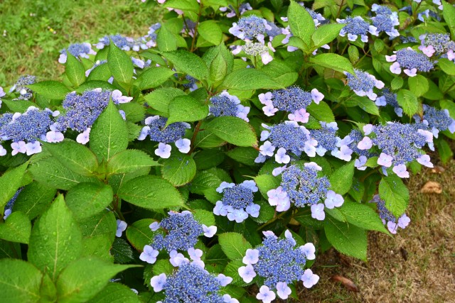 ajisai_250611_02