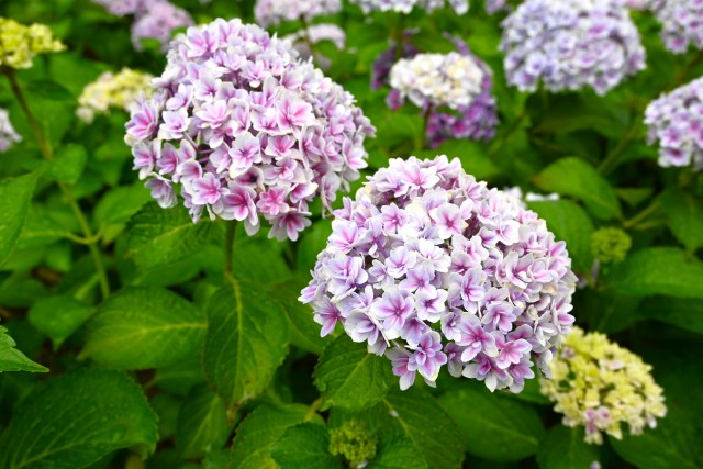 ajisai_250611_03