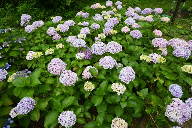 ajisai_250611_04