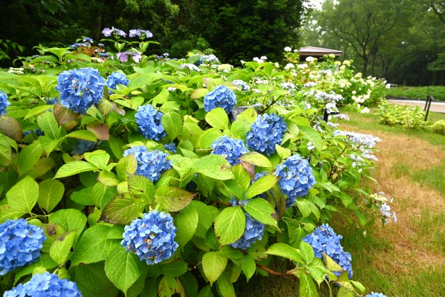 ajisai_250611_05