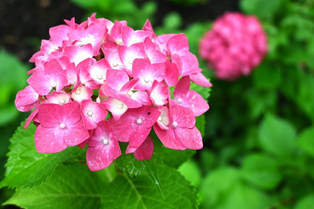 ajisai_250611_06