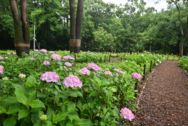 ajisai_250611_08