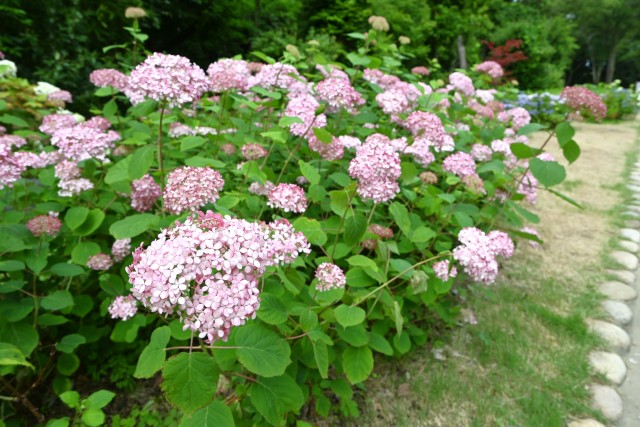 ajisai_250613_03