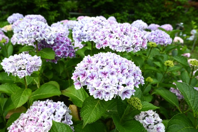 ajisai_250613_05
