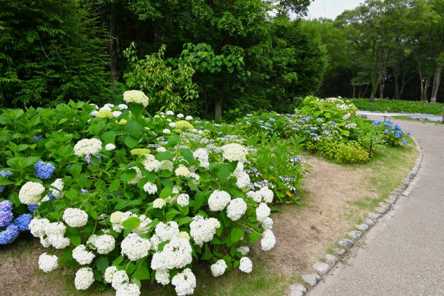 ajisai_250613_06