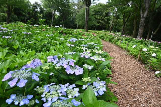 ajisai_250613_07