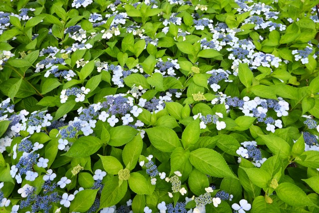 ajisai_250613_08