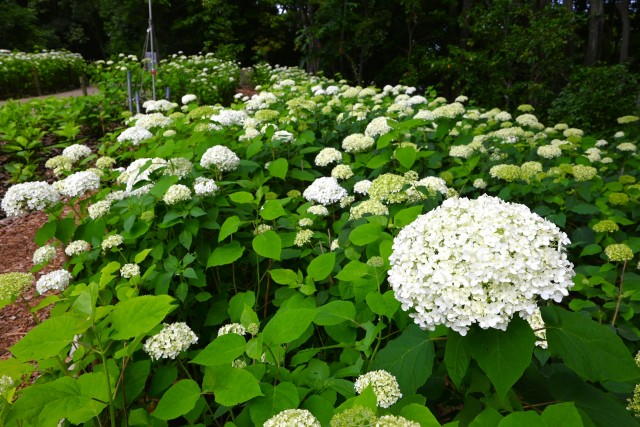 ajisai_250613_09