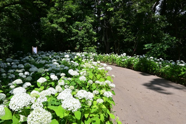 ajisai_250618_02