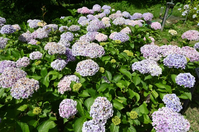 ajisai_250618_04
