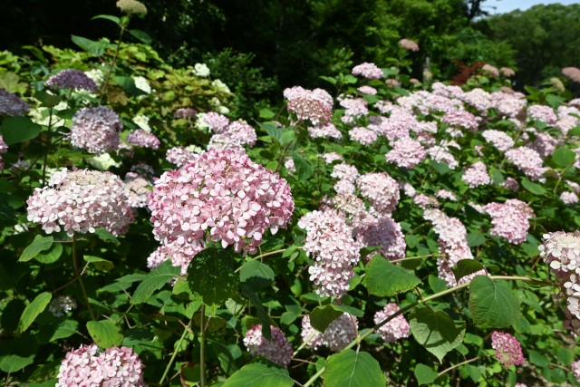 ajisai_250618_05