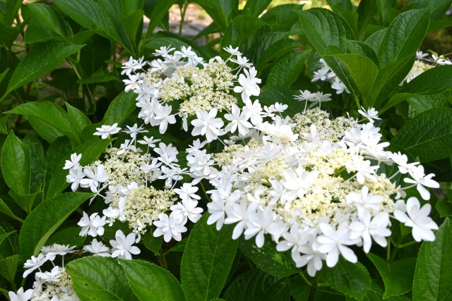 ajisai_250618_07