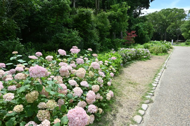 ajisai_250627_01