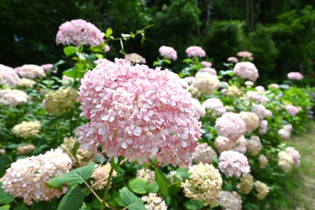 ajisai_250627_02