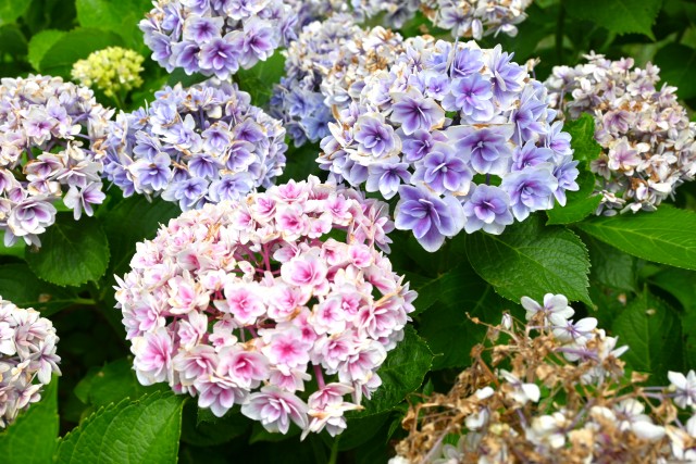 ajisai_250627_03