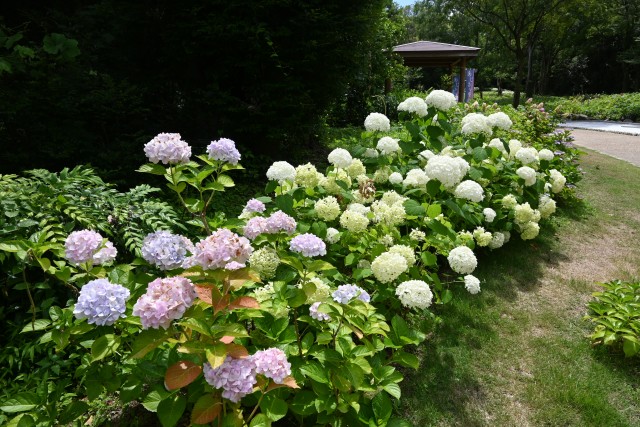 ajisai_250627_04