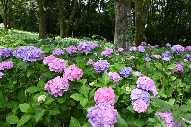 ajisai_250627_06