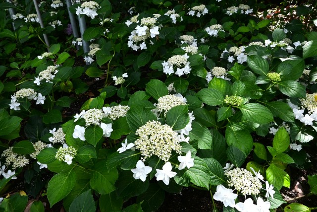 ajisai_250627_08