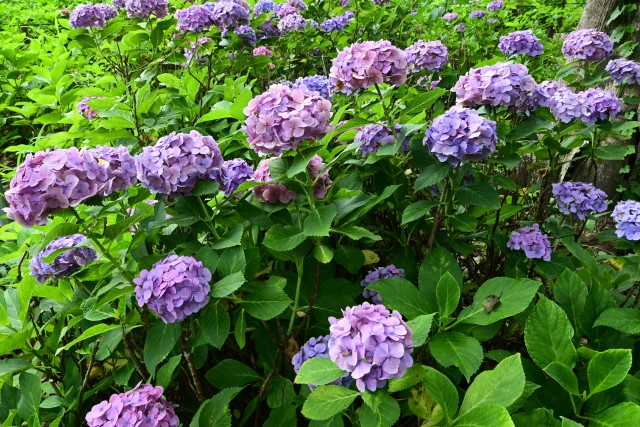 ajisai_250702_01