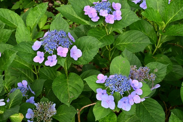ajisai_250702_02
