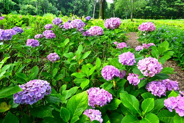ajisai_250702_03