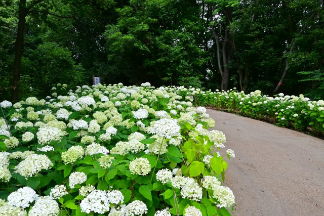 ajisai_250702_04