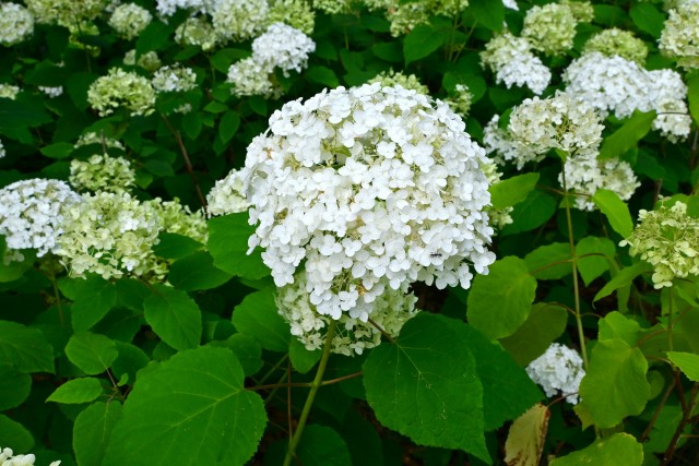 ajisai_250702_05