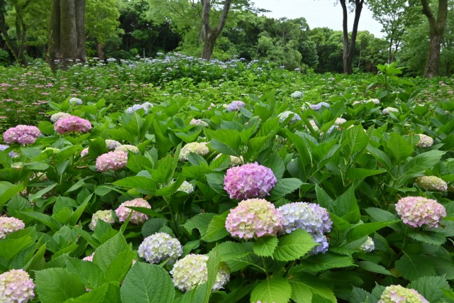 ajisai_260527_01