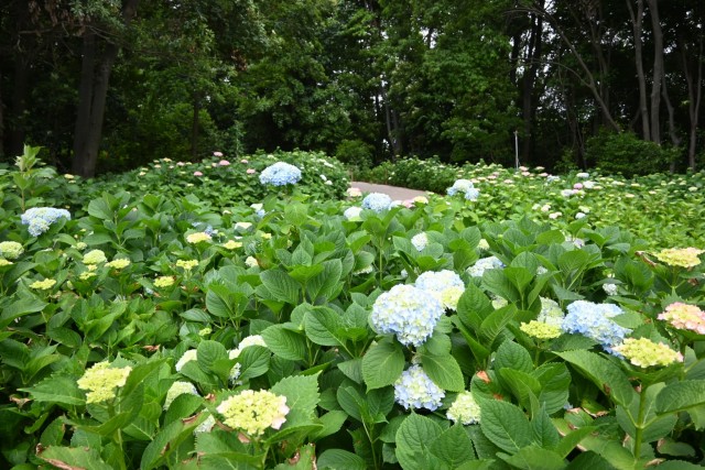 ajisai_260527_02