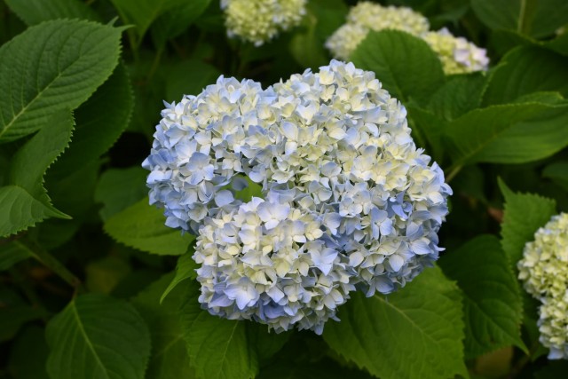 ajisai_260527_03